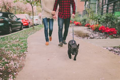 Top 7 French Bulldog Shoes To Keep Your Dog’s 